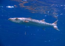 Great barracuda hovering on the surface, taken at Eel Gar... by Nikki Van Veelen 